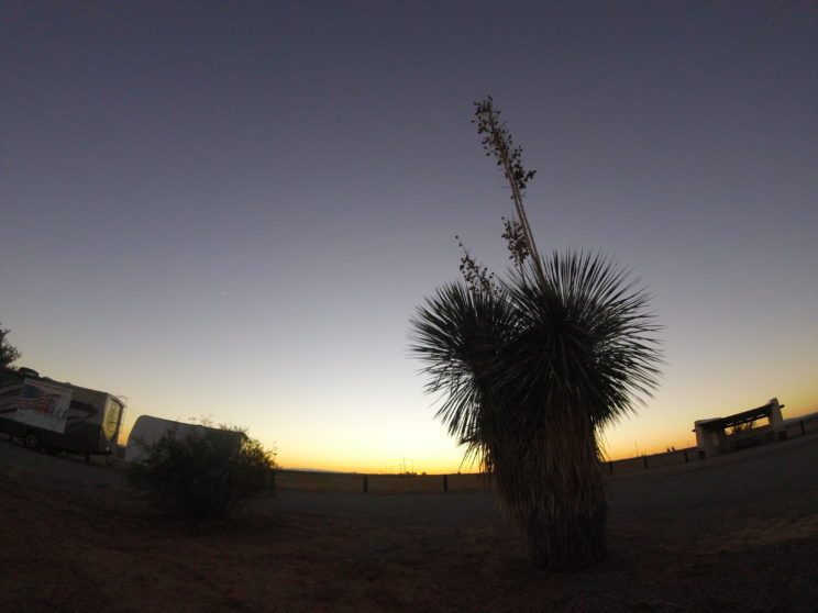 nature soaptree yucca